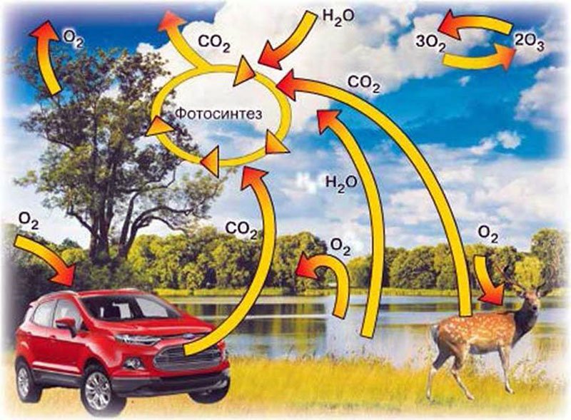 Какова роль кислорода в процессе. Фотосинтез круговорот кислорода в природе. Круговорот кислорода в природе. Круговорот кислорода схема. Круговорот кислорода в природе схема.