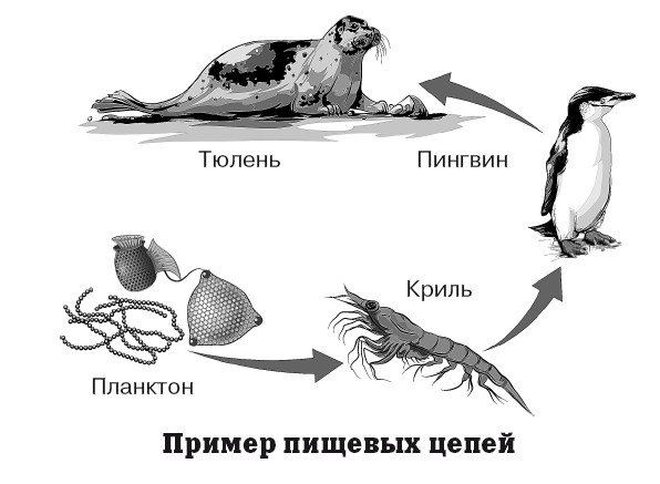 Нарисовать пищевую цепочку