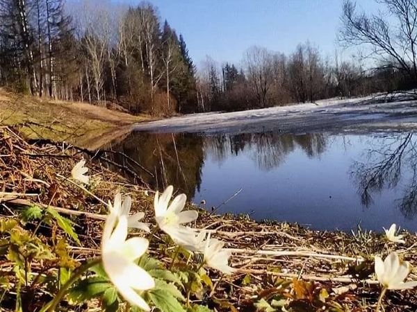 Доброе утро ранняя Весна