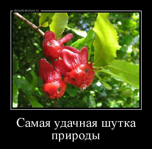 Смешные животные в природе