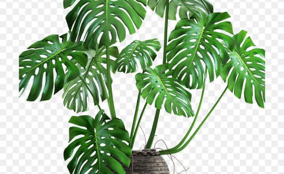Монстера деликатесная (Monstera deliciosa)