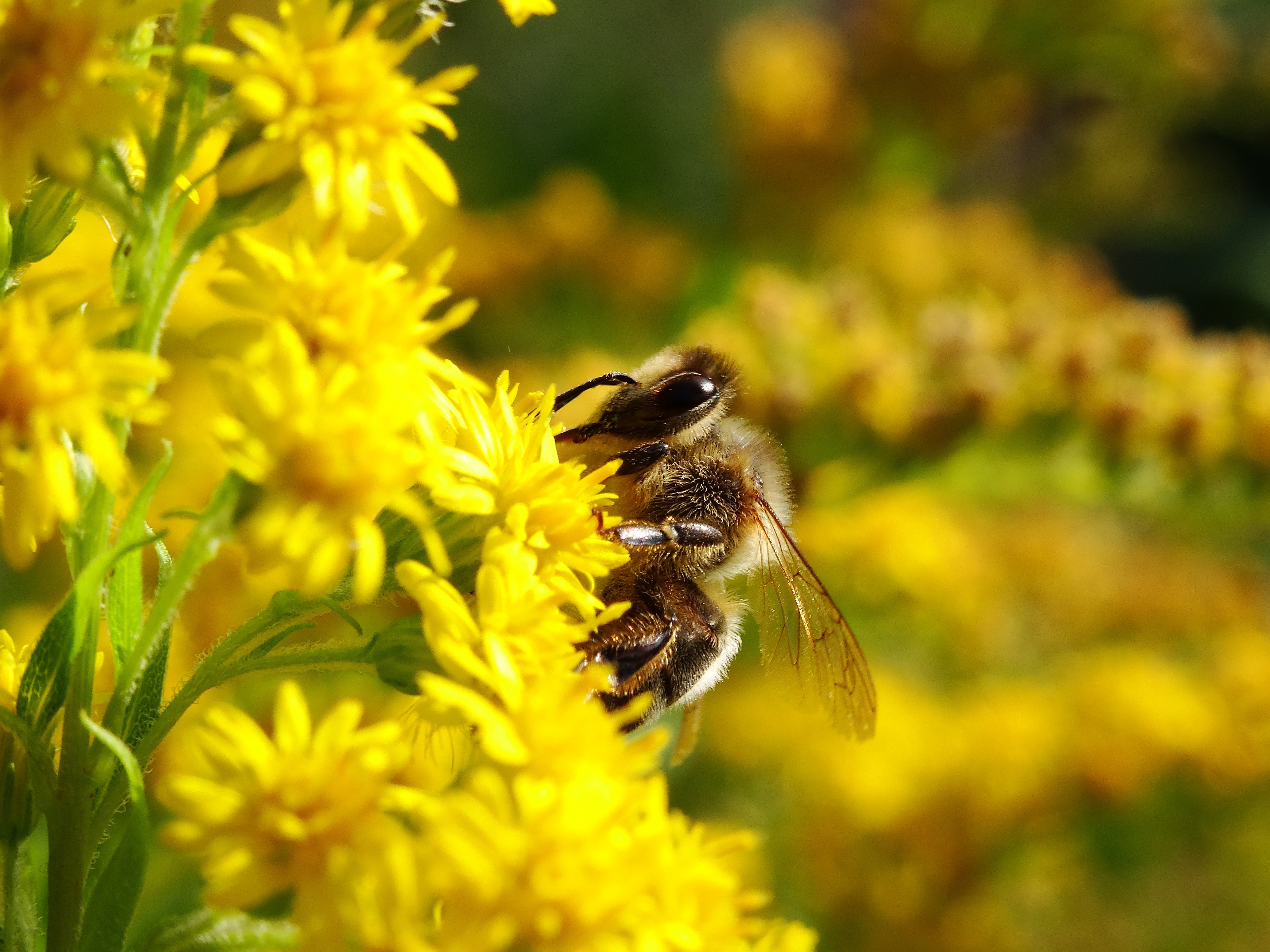 Погода в пчела. Пчела. Пчелы в природе. Пейзаж с пчелами. Пчелы и мед.