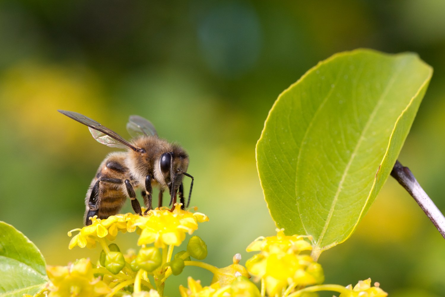Погода в пчела. Бурзянская пчела Рой. Пчелы в природе. Пчелы в лесу. Лесные пчелы.