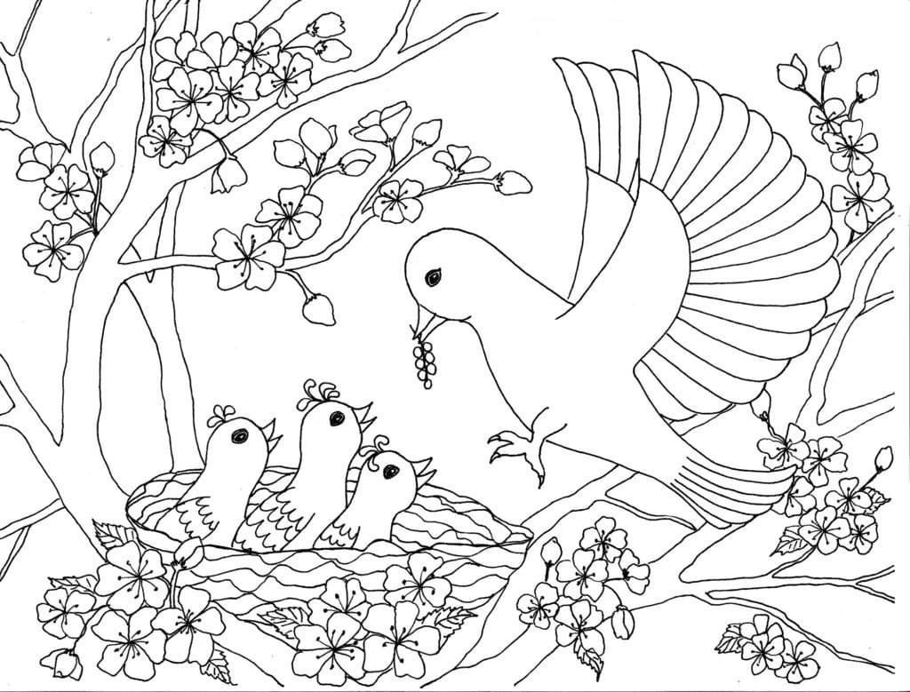Раскраска. Самые красивые птицы мира - Издательство Альфа-книга