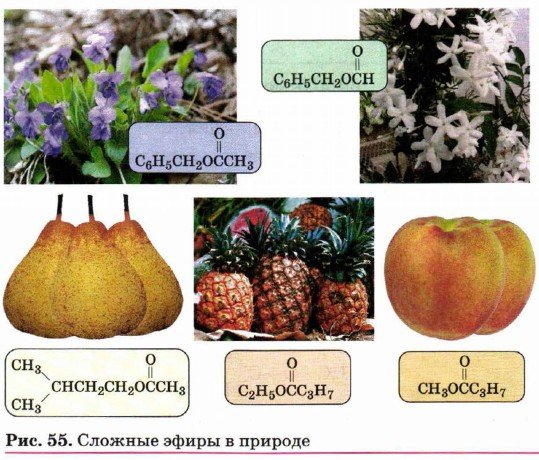 Строение молекул сложных эфиров и жиров