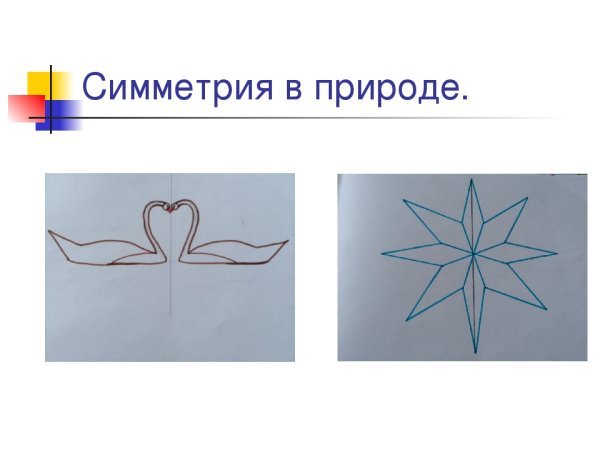 Симметрия (биология)