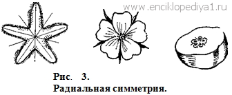 Центральная симметрия в природе
