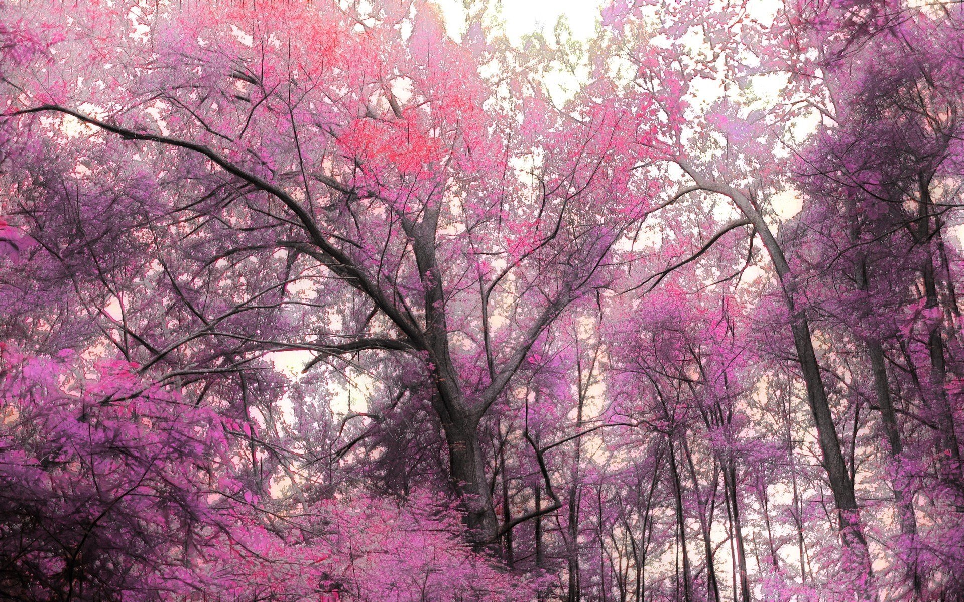 Розовая природа (69 фото) »