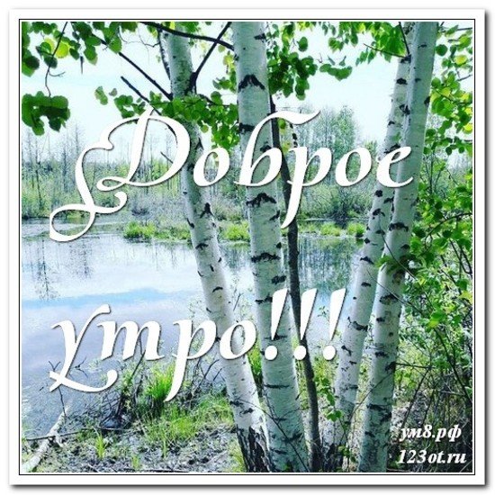 С добрым утром березы