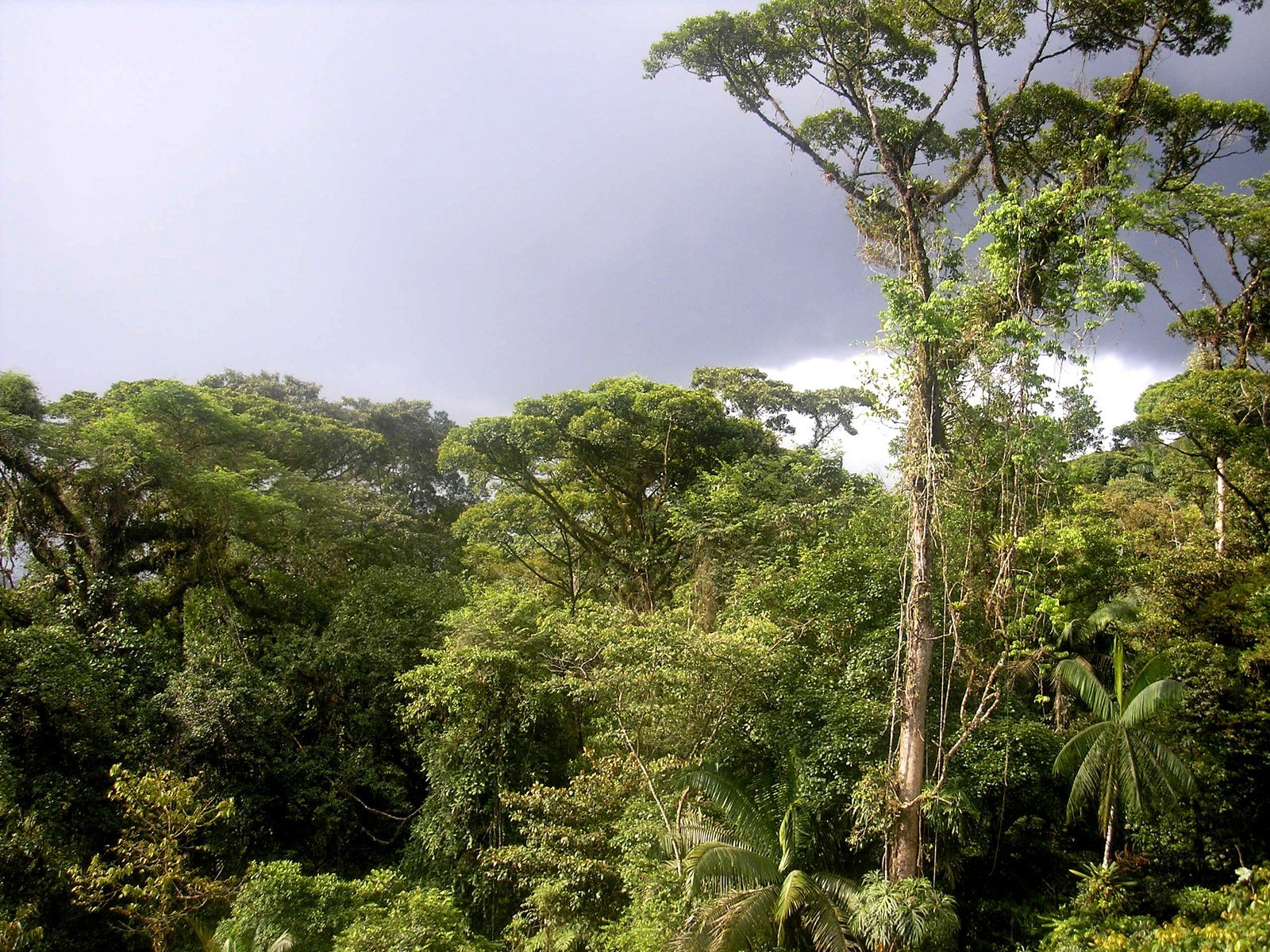 Фикус природная зона. Гилея Южной Америки это. Гилея в Африке. Растительность сельвы в Южной Америке. Влажные тропические леса Южной Америки.