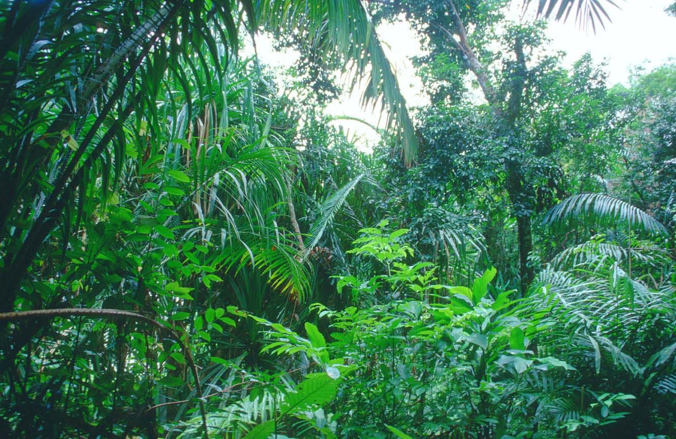 Природная зона влажные экваториальные тропические леса. Лес сельвы Южной Америки. Гилея Южной Америки это. Растения сельвы Южной Америки.