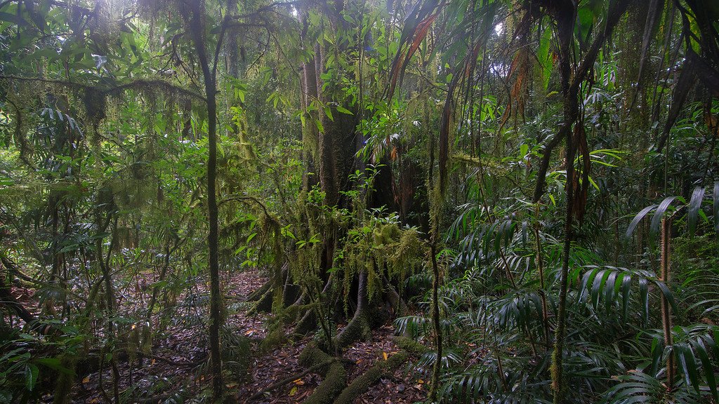 Растения и животные природной зоны экваториальные леса. Гилея Южной Америки это. Гилея и Сельва в Южной Америке. Гилея в Африке. Зона гилеи Африка.