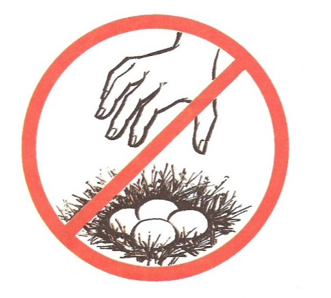 Экологический знак не разоряй гнезда. Знак не разоряйте птичьи гнезда. Экознак не разоряй гнезда птиц. Знак запрещающий разорять птичьи гнезда.
