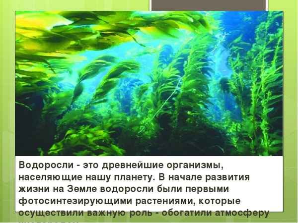Проект на тему зеленые водоросли