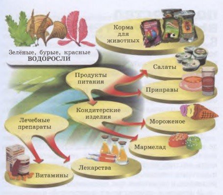 Картинки значение водорослей в природе (70 фото)