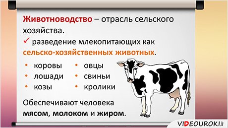 Размножение коз