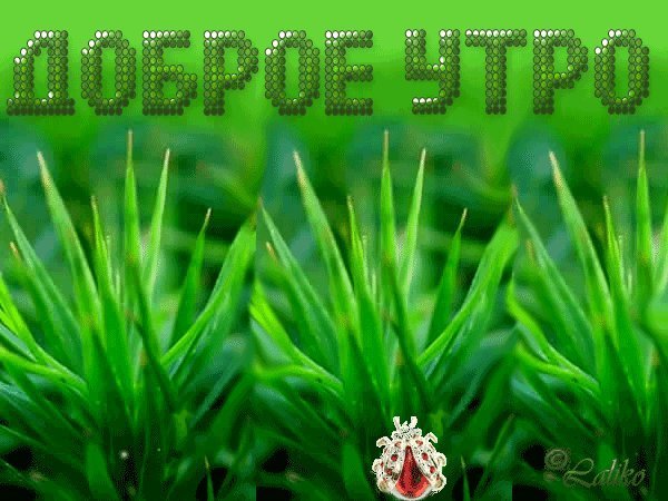 Доброе утро в зеленом цвете
