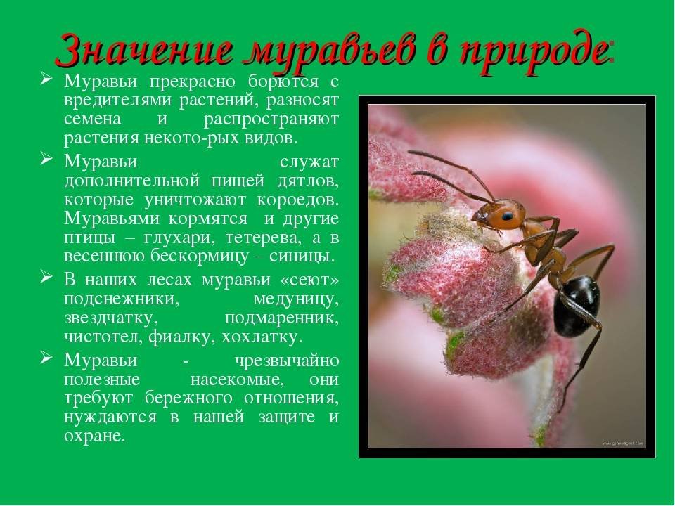 Значение муравья