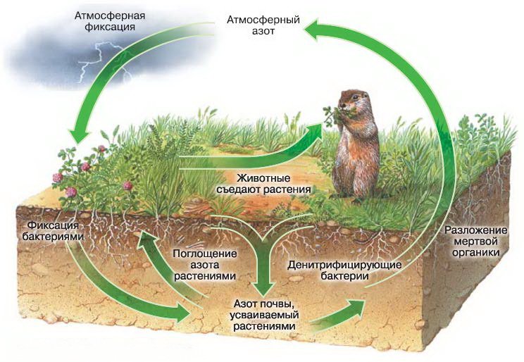 В круговороте веществ бактерии выполняют роль. Круговорот веществ в биосфере. Круговорот веществ в биосфере азот. Азот в природе круговорот азота в природе. Биологический круговорот азота в природе.