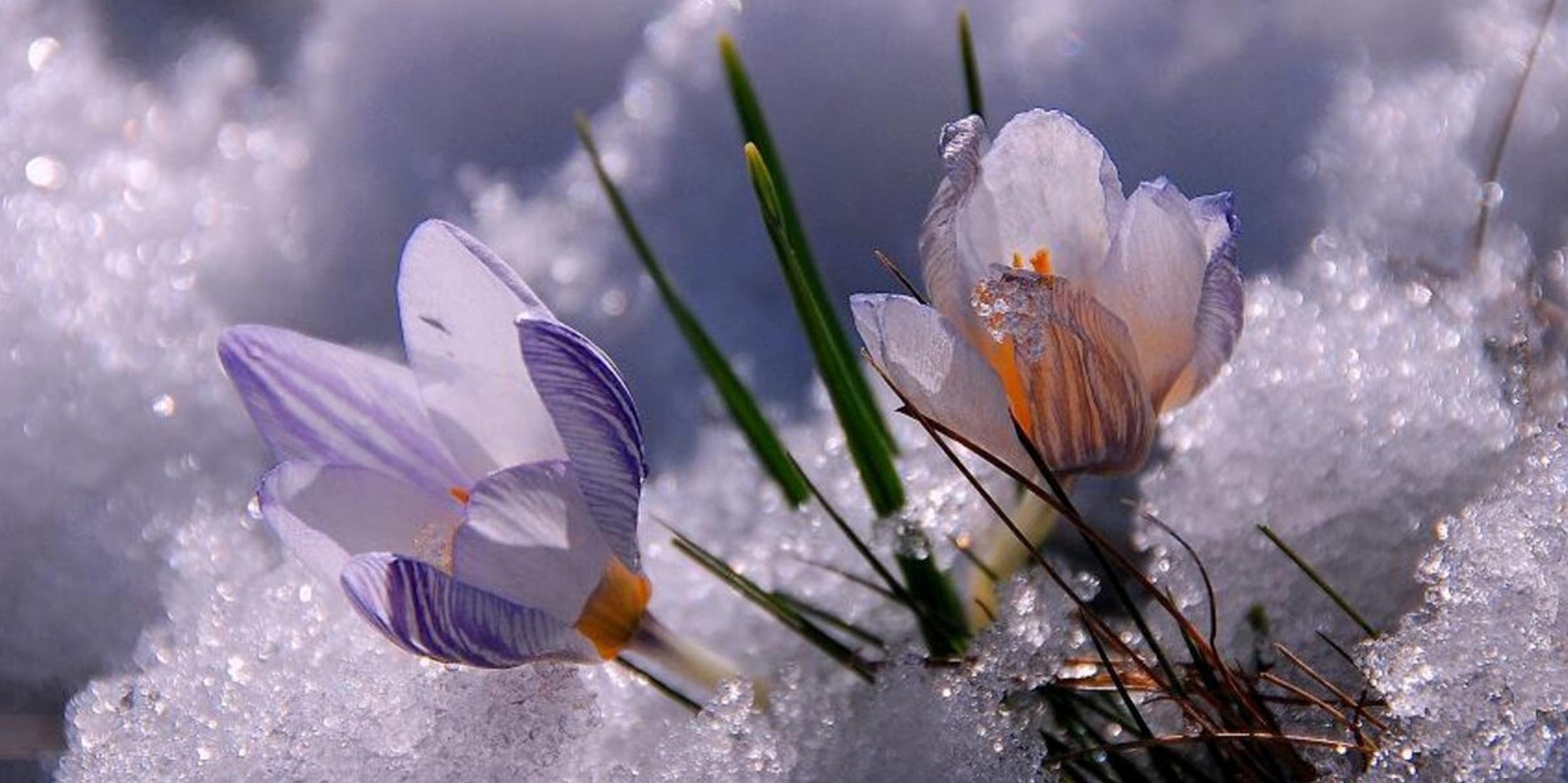 Доброе снежное мартовское утро. Цветы из под снега. Нежные весенние цветы.