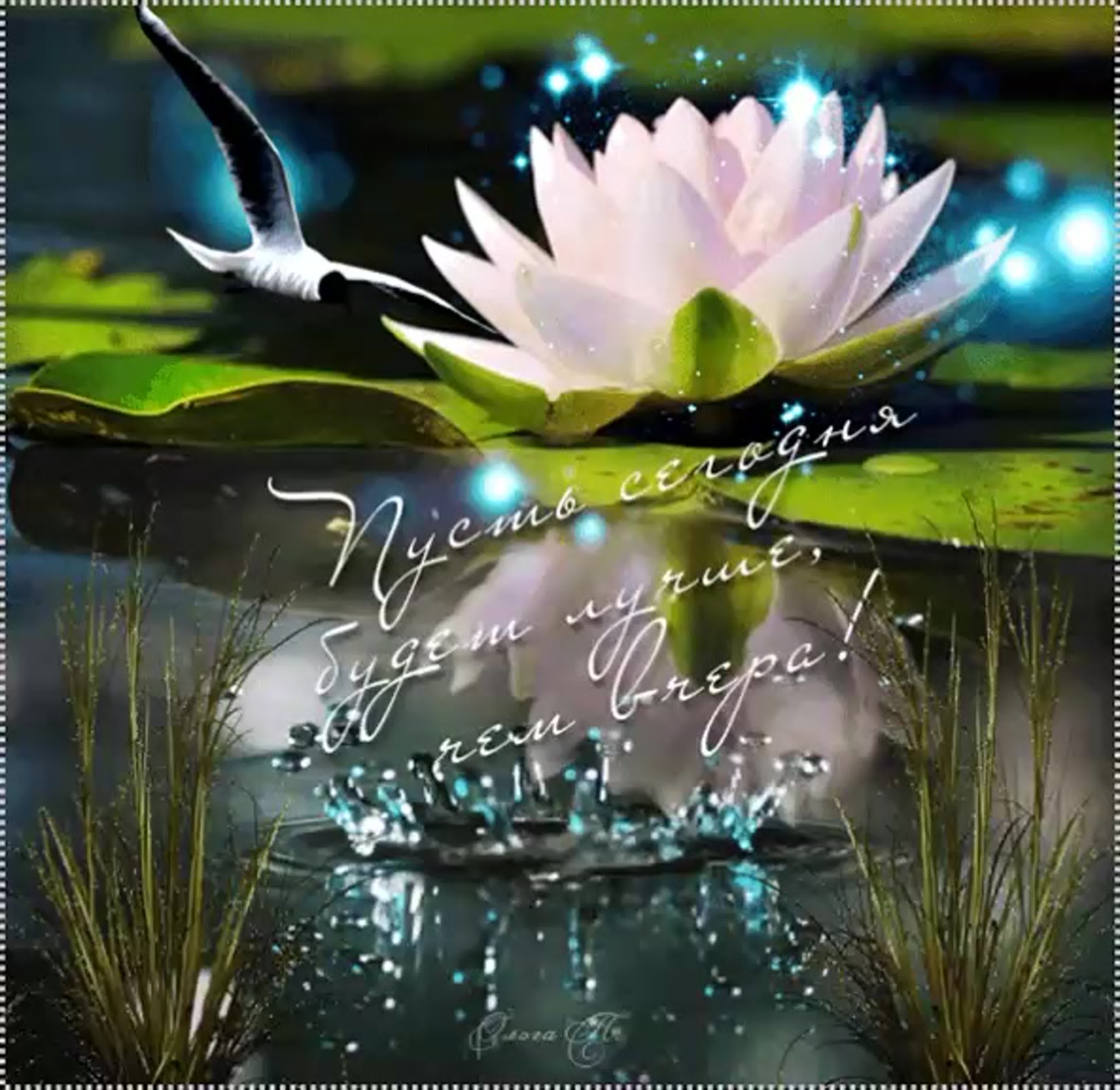Добрый вечер картинки пожелания весенние мерцающие новые. Волшебного утра и чудесного дня природа. Красивые цветы на воде мерцающие. Доброго весеннего вечера.