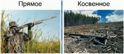 Прямые и косвенные антропогенные факторы