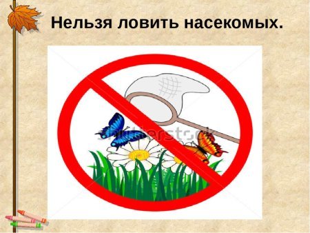 Не ломайте ветки деревьев и кустарников