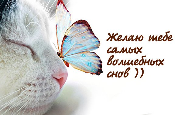 Сладких снов бабочки
