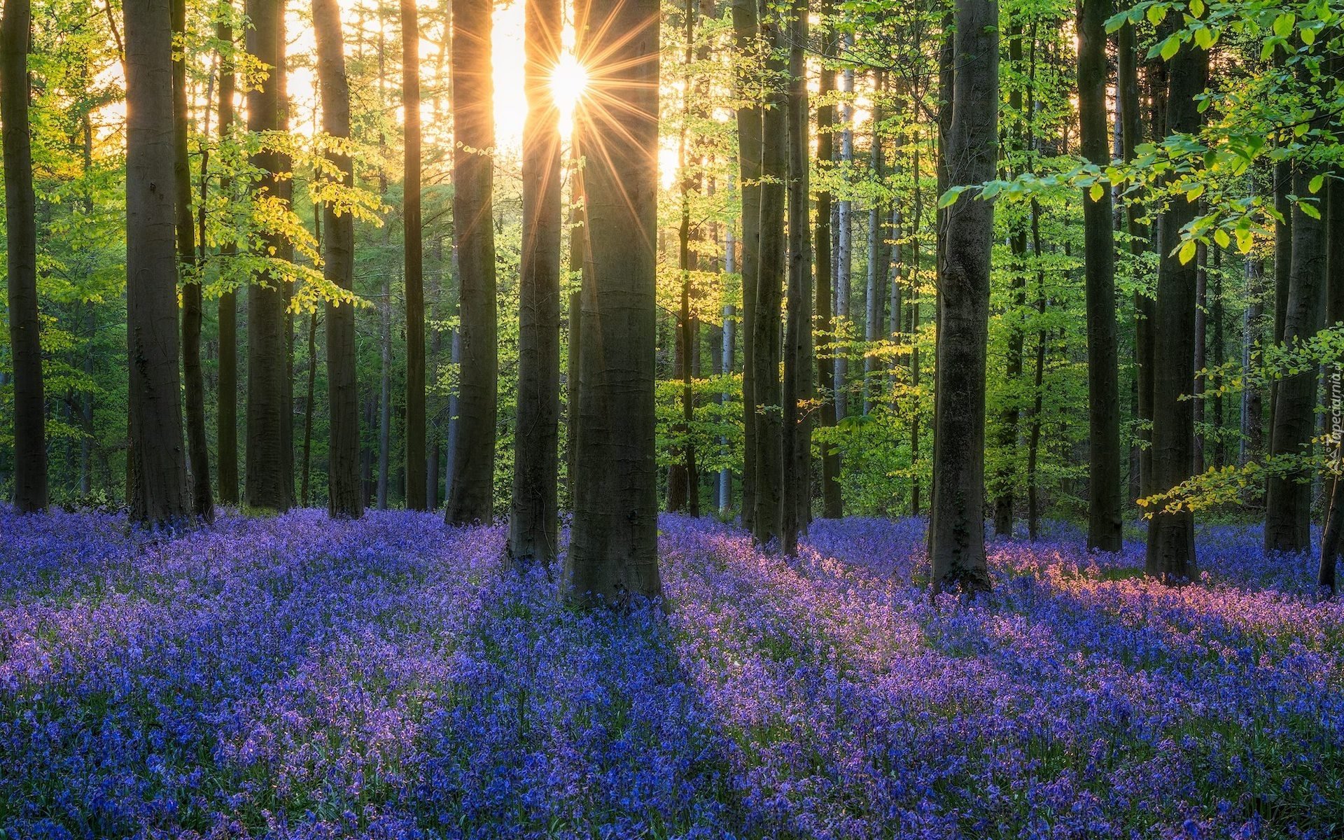 Пр е красный. Лес Халлербос Бельгия. Bluebell Forest Бельгия. Природа. Красота леса.