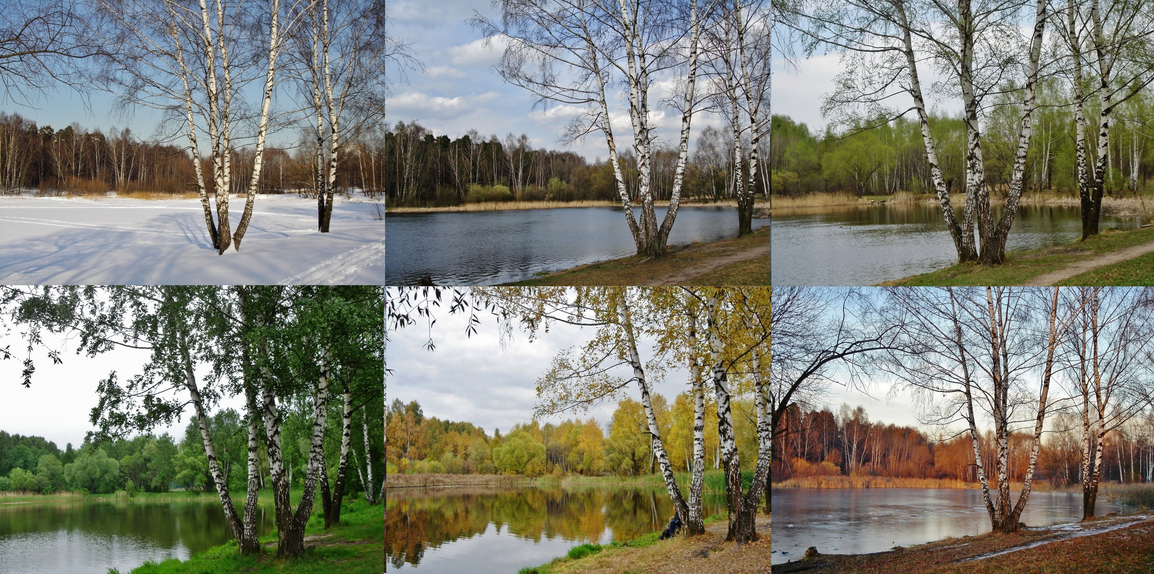 Seasons in russia. Пейзаж по временам года. Пейзаж в Разное время года. Один пейзаж в разные времена года. Береза летом и осенью.