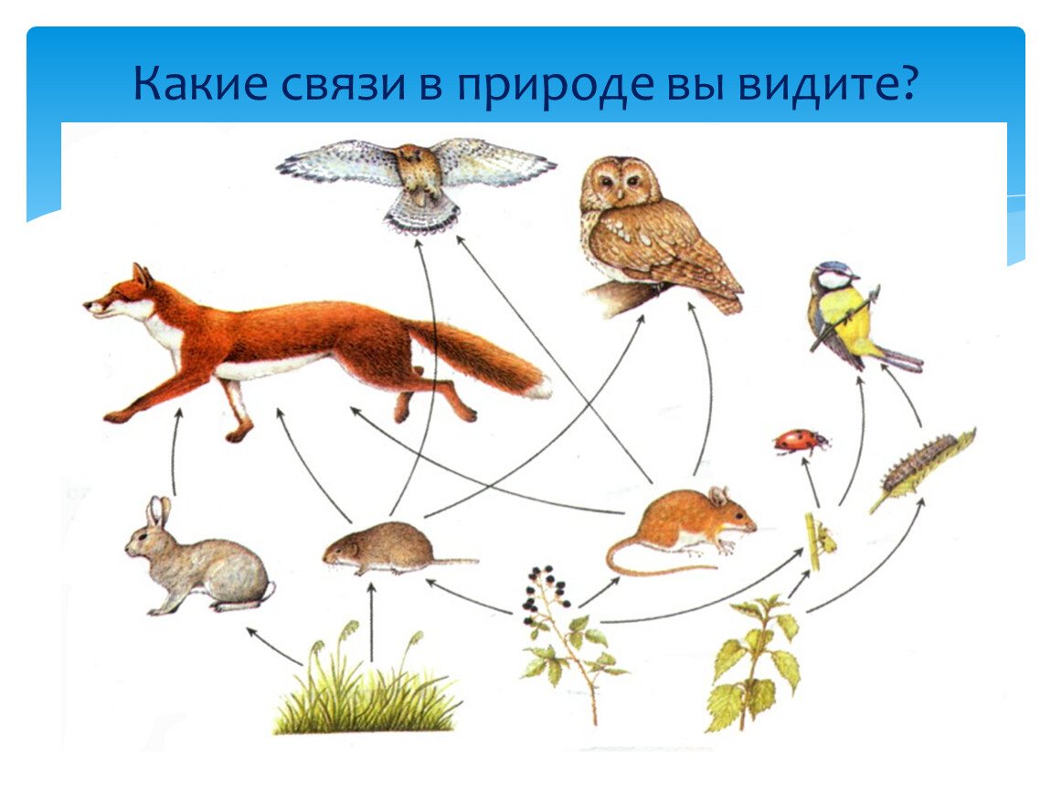 Как происходит взаимосвязь в природе. Взаимосвязи в природе. Взаимосвязи в природе для дошкольников. Картинка взаимосвязь в природе. Взаимо связь в природе.