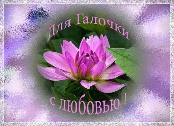 Красивые цветы для Галины