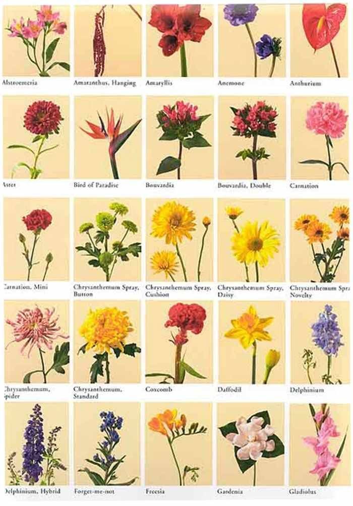 Картинки название всех цветов растений (67 фото) » Картинки и статусы проокружающий мир вокруг