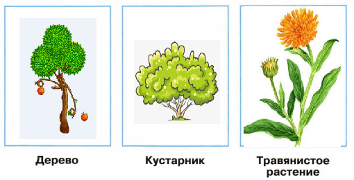 Нарисовать дерево кустарник и травянистое растение