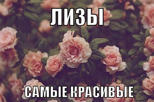 Цветы для Лизы