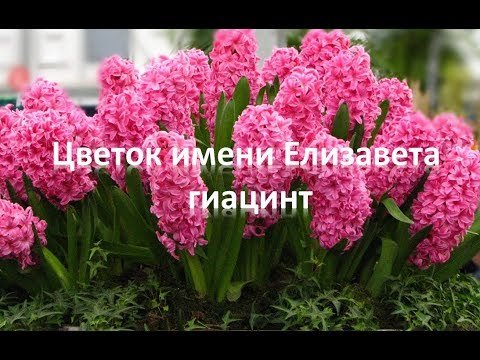 С днём рождения Лиза