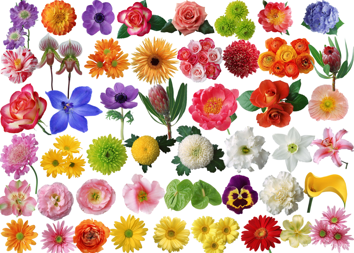Много форма цвета. Разные цветы. Красивые цветы для украшения. Цветочки цветные. Мелкие разноцветные цветочки.