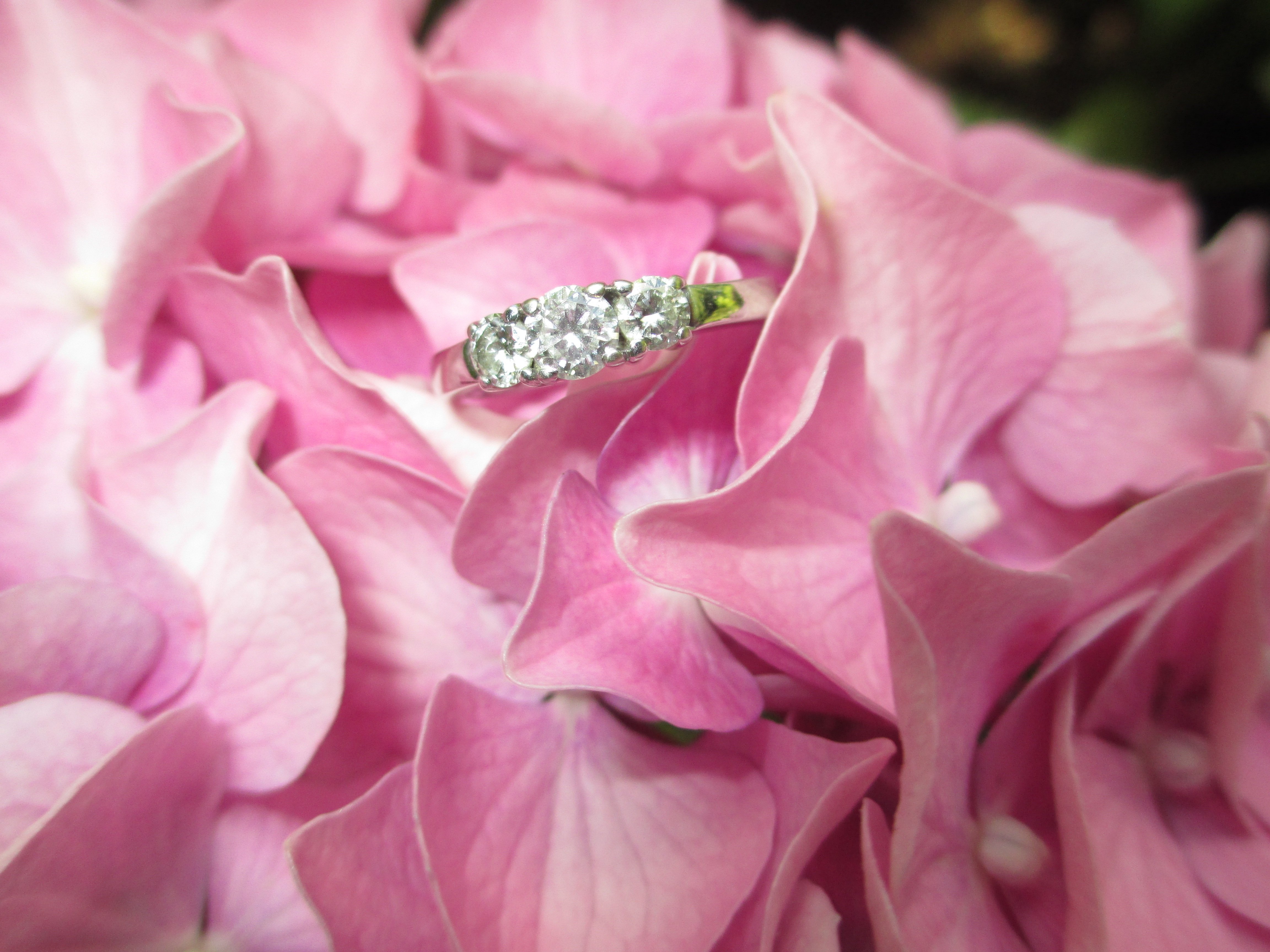 Фото кольца и цветов. Кольцо цветы. Розовые розы с кольцами. Бриллианты с цветами.