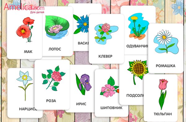 Цветы карточки для детей с названиями