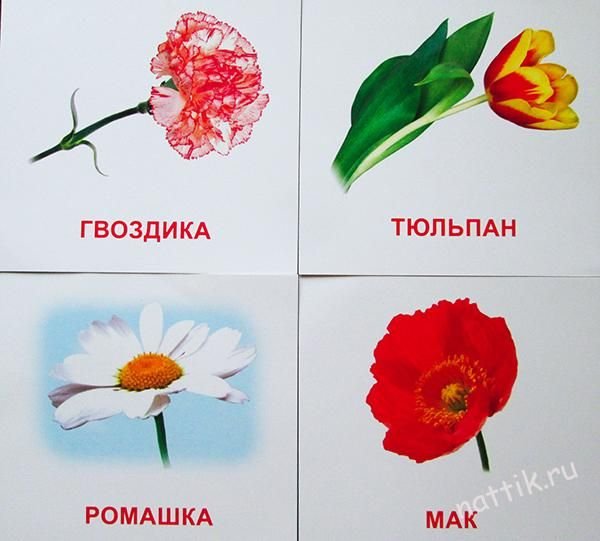 Карточки Домана цветы