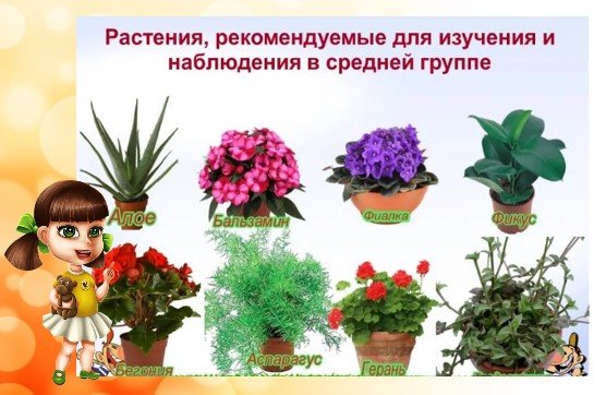 Комнатные растения в садик