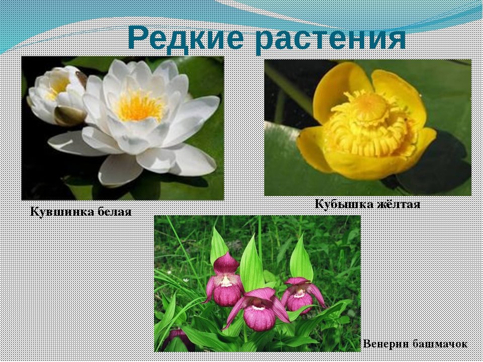 Список редких растений