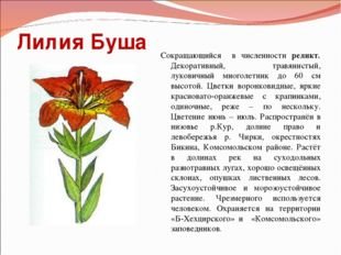 Купальница европейская систематика