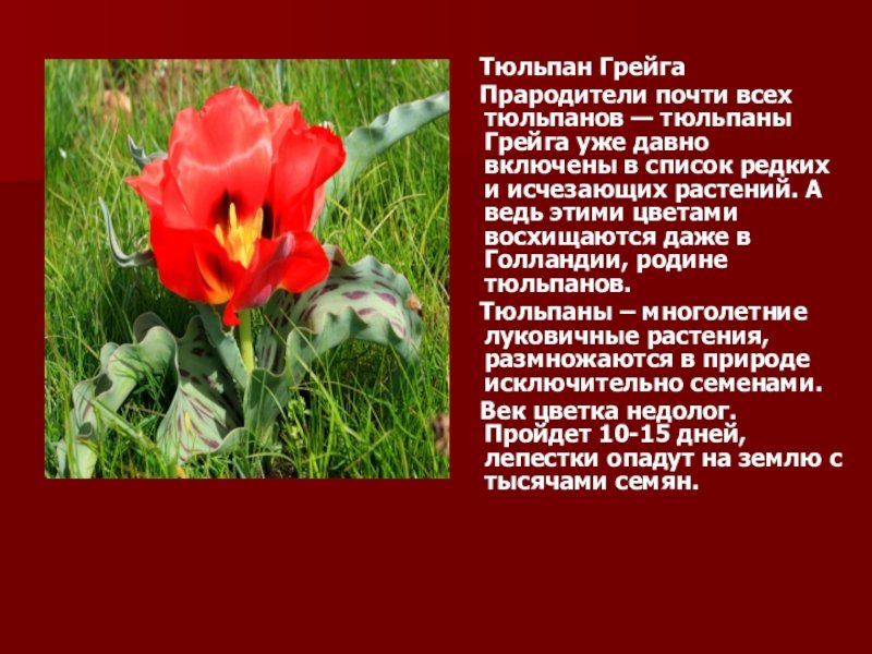 Растение которое есть в красной книге. Тюльпан Грейга в Казахстане. Тюльпан Грейга в красной книге. Степной тюльпан Грейга. Растения Казахстана тюльпан Грейга.