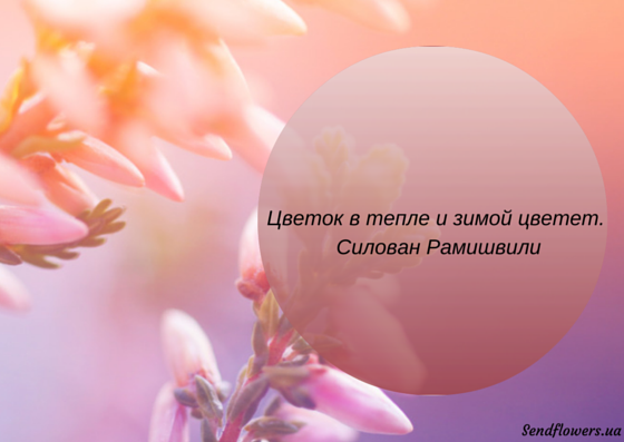 Красивые высказывания о цветах