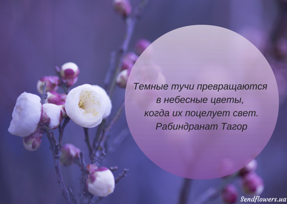 Цитаты о цветах