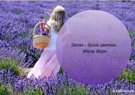 Высказывания о цветах