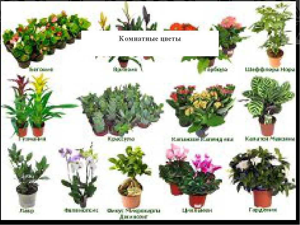 Цветы название найти комнатные растения. Комнатные цветы с названиями. Комнатные растения названия. Домашние растения названия. Название домашних цветов.