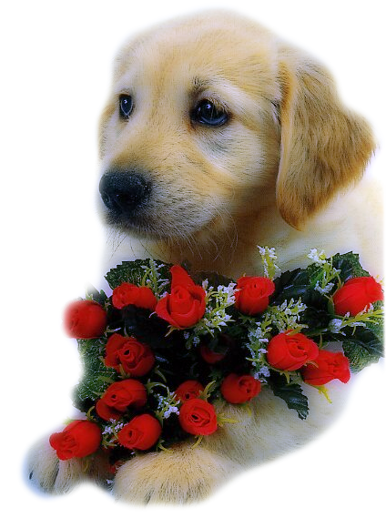 Собачка с цветами