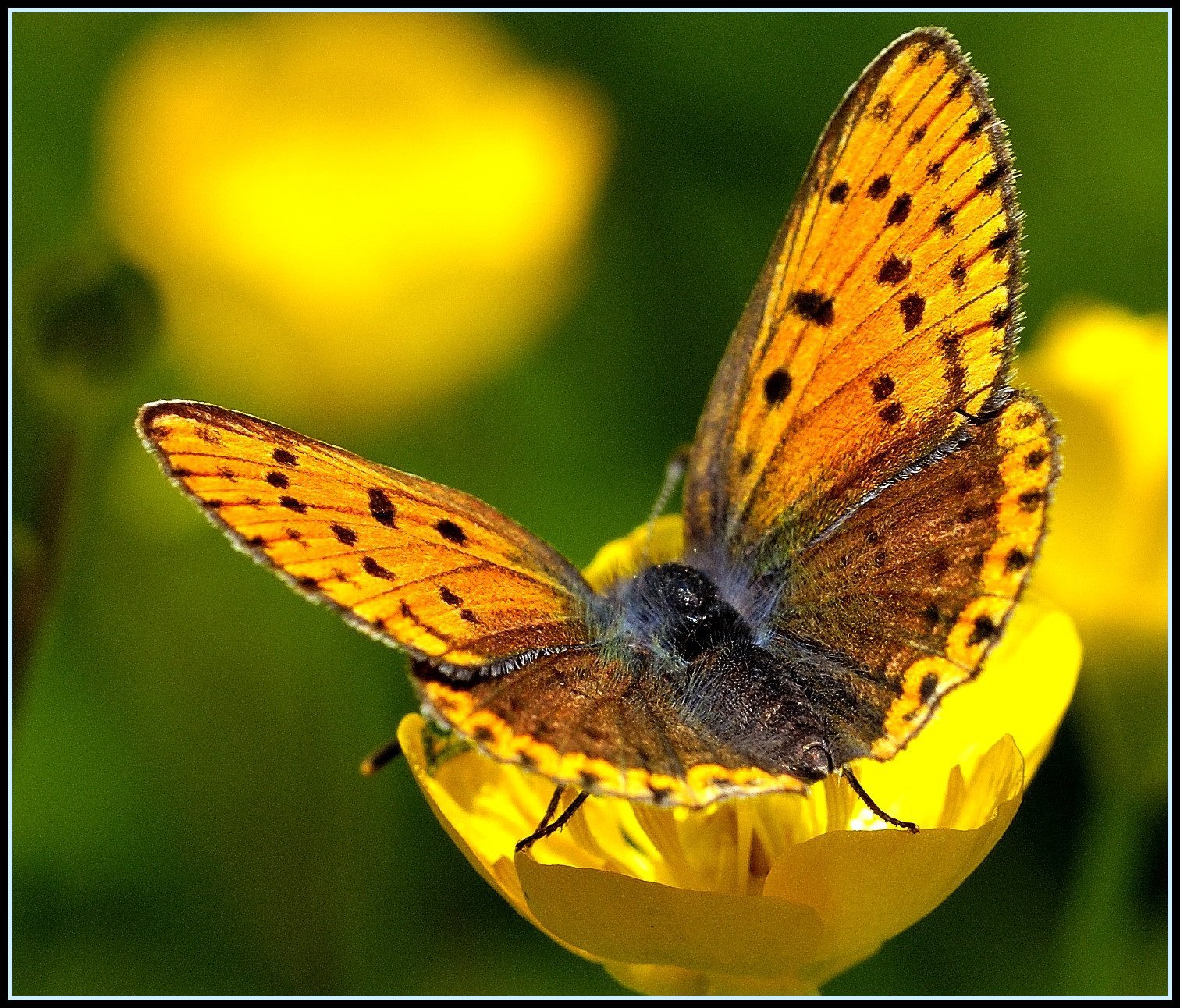 Картинка день бабочек. Бабочки. Лето бабочки. Добрая бабочка. Отличного дня бабочки.